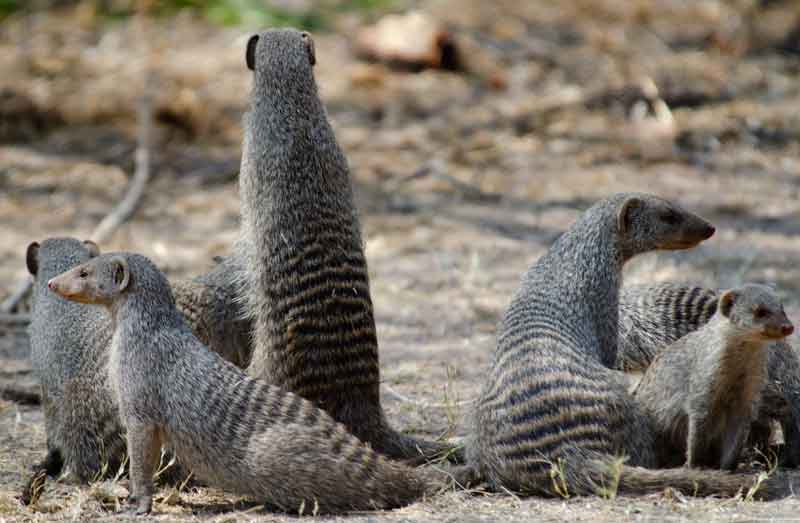 240 - Namibia - mangostas - parque nacional de Etosha